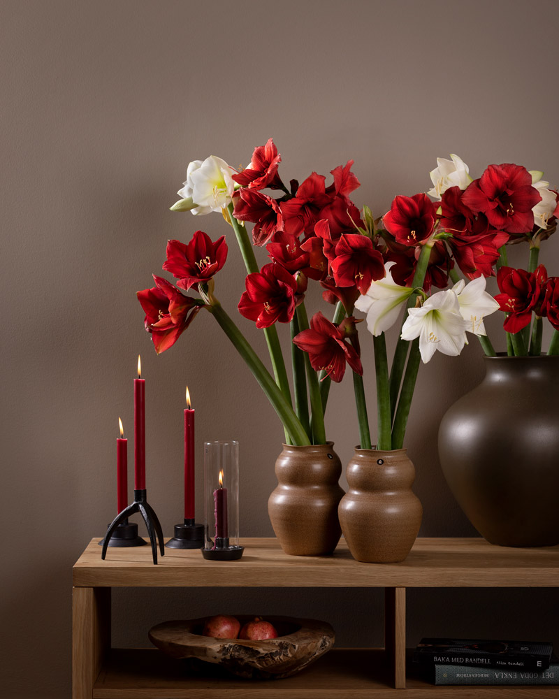 Amaryllis-Blomfakta-Skötselråd-Snitt-Interflora.jpg