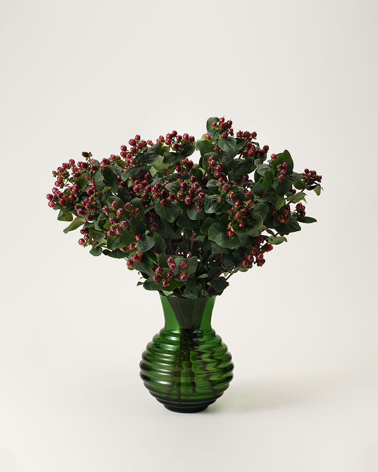 Hypericum