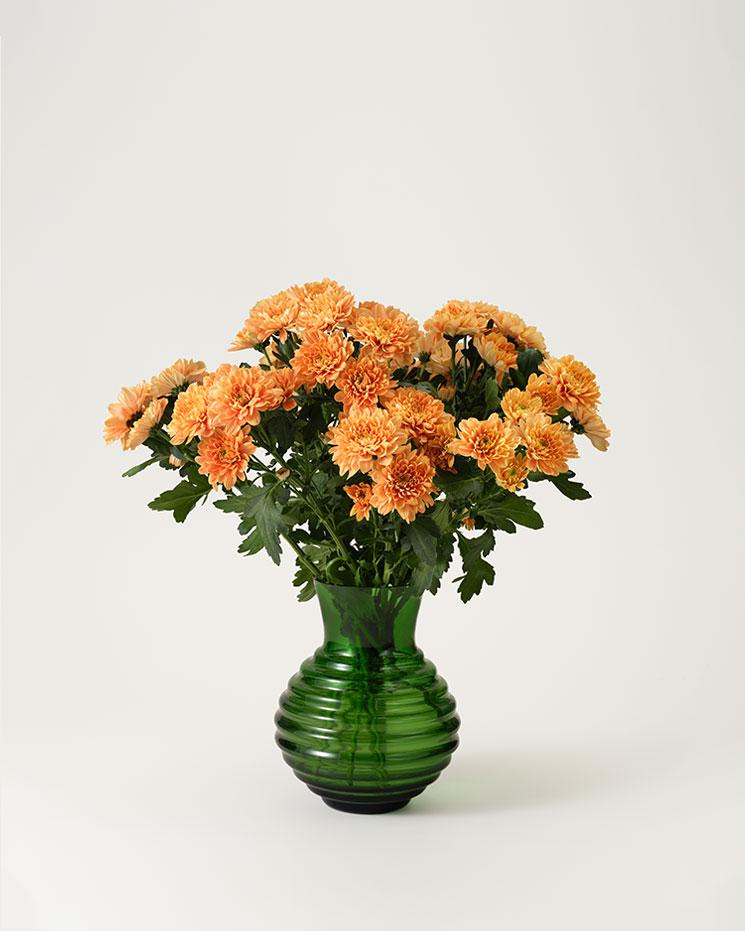 Krysantemum
